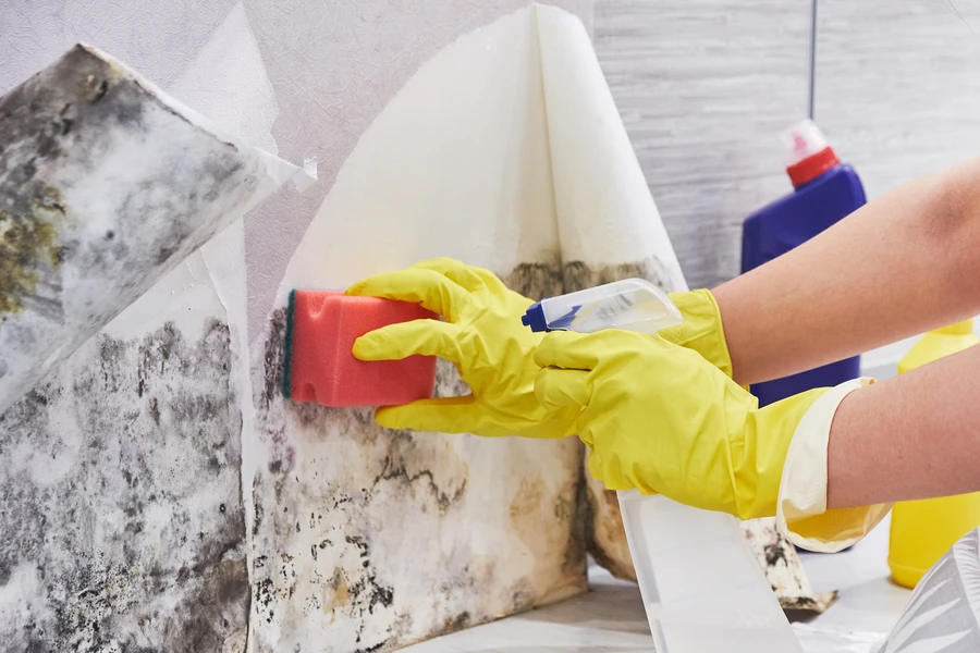 Preparing Your Home For Safe Mold Removal Treatments Santa Fe, NM Preparing Your Home For Safe Mold Removal Treatments Santa Fe, NM